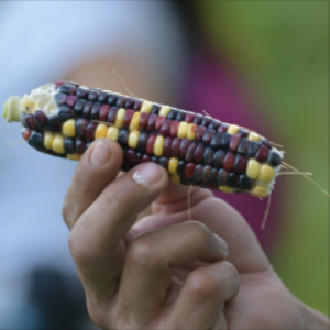 Semillas: Rafael y el maíz orgánico