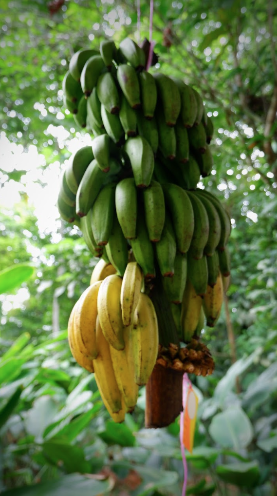 Pescado empapelado con plátano macho